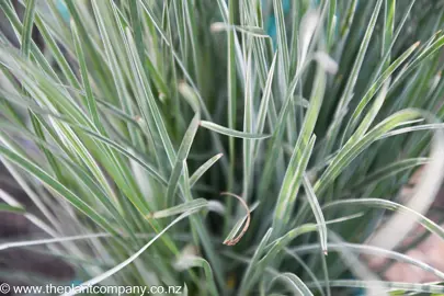 lomandra-longifolia-arctic-frost--1