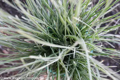 lomandra-longifolia-arctic-frost--3