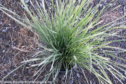 lomandra-longifolia-arctic-frost--4