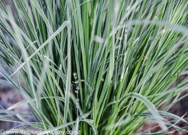 lomandra-longifolia-arctic-frost--5