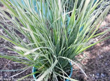 lomandra-longifolia-arctic-frost-