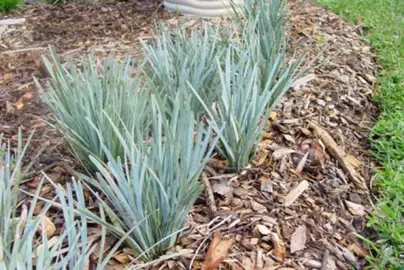 lomandra-glauca-blue-ridge-