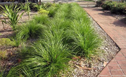 Lomandra Breeze grasses in a garden with lush green foliage.