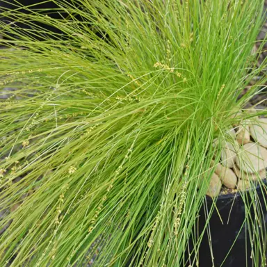 lomandra-confertifolia-lime-divine-