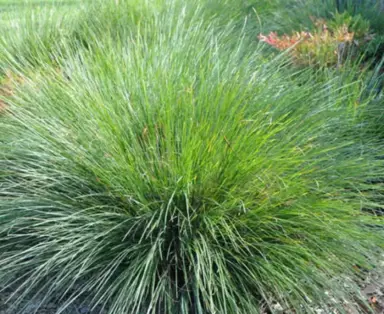 lomandra-cracker-jack-