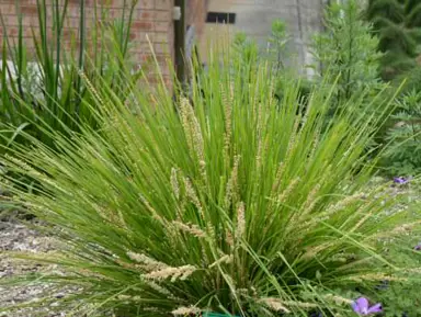 lomandra-longifolia-dalliance-