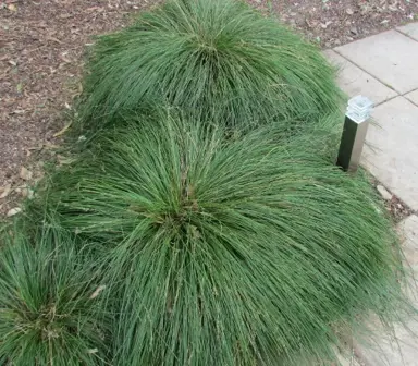 lomandra-longifolia-empress-