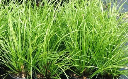 lomandra-eve-