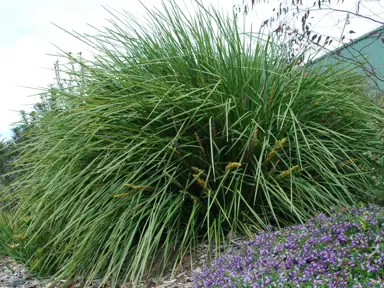 lomandra-longifolia-fine-and-dandy-