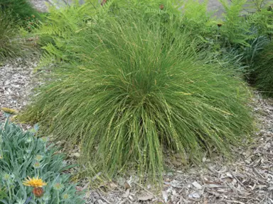 lomandra-cylindrica-lime-wave-