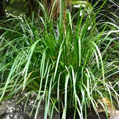 lomandra-hystrix-little-cricket-