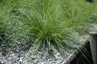 lomandra-longifolia-verday-3