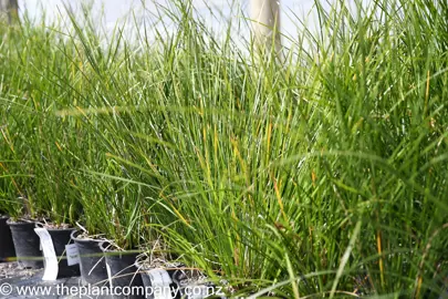 lomandra-longifolia-verday-6