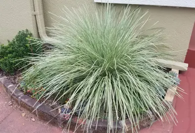 Lomandra Platinum Beauty grass with elegant, variegated leaves.