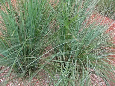 lomandra-confertifolia-seascape-