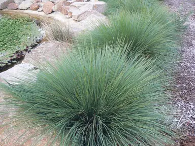 lomandra-confertifolia-seascape-1