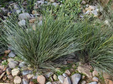 lomandra-confertifolia-seascape-2