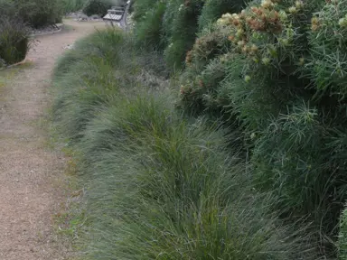 lomandra-confertifolia-seascape-3