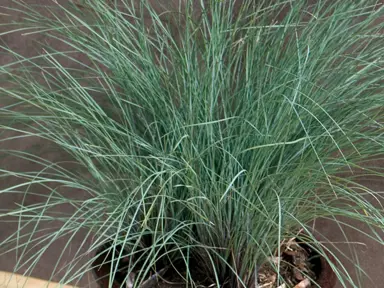 lomandra-silver-grace-