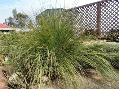 Lomandra Wingarra plant growing beside a pond.