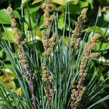 lomandra-longifolia-long-john-silver-1