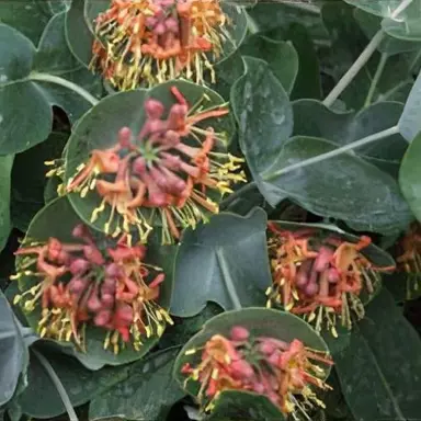 Lonicera Firecracker plant with dark red-orange flowers.