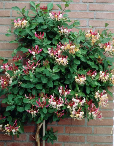 lonicera-belgica-2