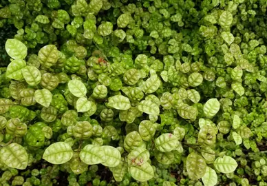 Lophomyrtus bullata green foliage.