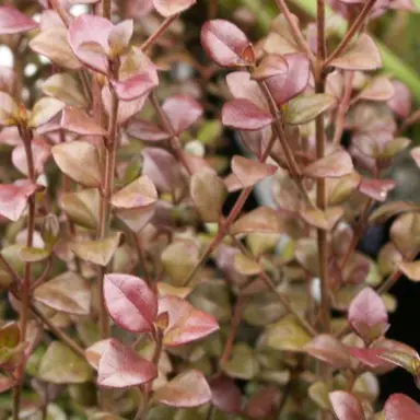 Lophomyrtus 'Indian Chief' plant.