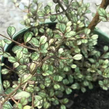 Lophomyrtus obcordata plant with marbled leaves.