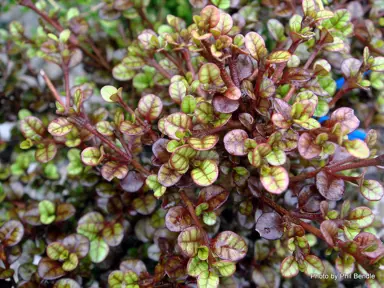 Lophomyrtus 'Pixie' colourful foliage.