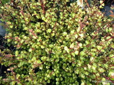 Lophomyrtus traversii plant.