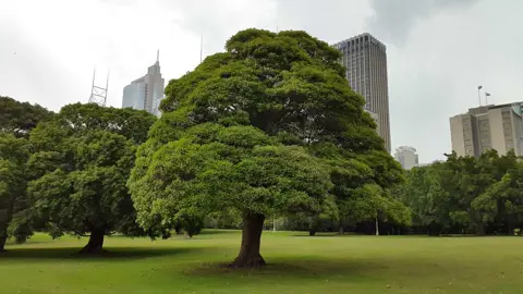 Lophostemon confertus tree in a park.