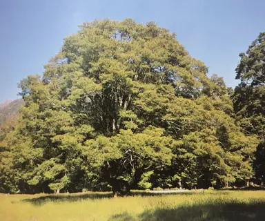 lophozonia-menziesii-1