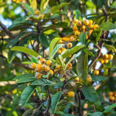 loquat-golden-orb--1