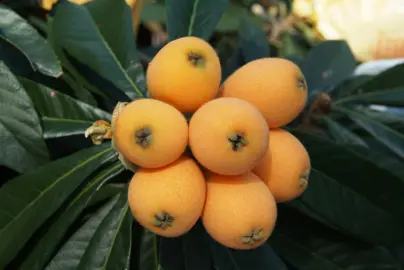 loquat-golden-orb--2