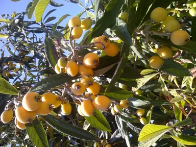 loquat-japonica-3