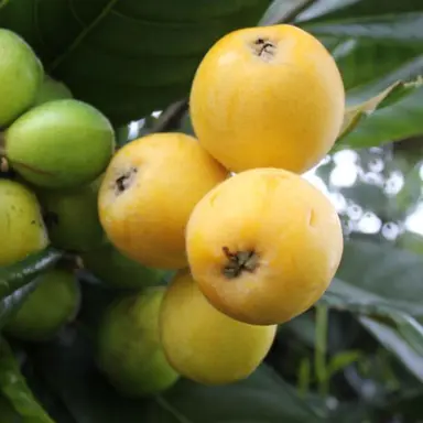 Loquat 'Kaitaia Gold' yellow fruit.