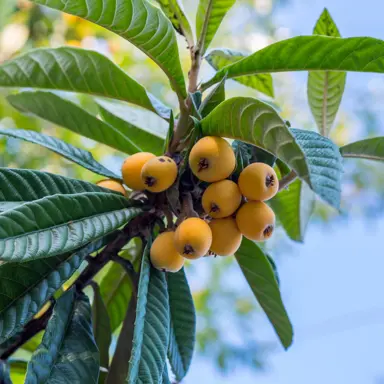 Loquat 'Mogi' yellow fruit.