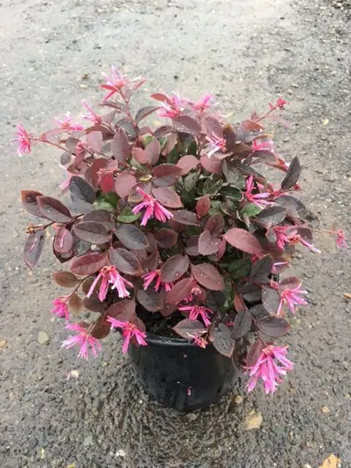 Loropetalum 'Bobz Pink' with pink flowers and purple foliage.