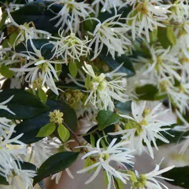 Loropetalum 'Bobz White' plant with white flowers and green foliage.