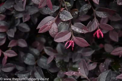 Pink flowers on Loropetalum Burgundy with dark purple leaves.