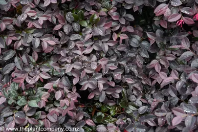 Lush, purple foliage on Loropetalum Burgundy.