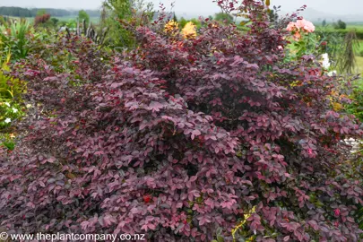 Loropetalum Burgundy with dark purple leaves.