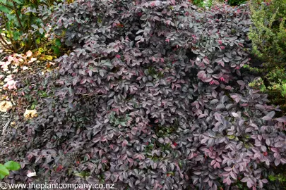 Loropetalum Burgundy with lush, purple foliage in a garden.