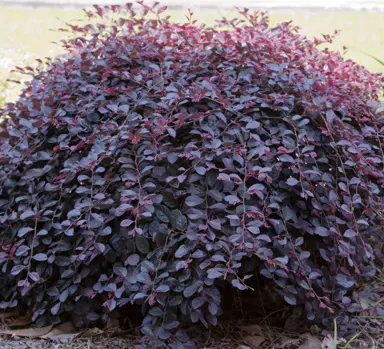 loropetalum-purple-pixie-1