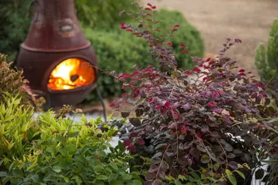 Loropetalum 'Flame 'n Gorgeous' plant with purple foliage.