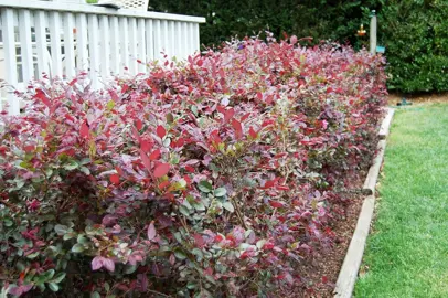 Loropetalum 'Razzle Dazzle' plants in a border with purple foliage.