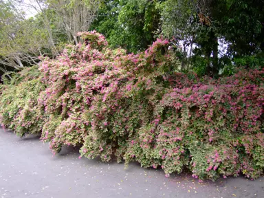 Loropetalum 'Razzleberri' plant with pink flowers and green foliage.