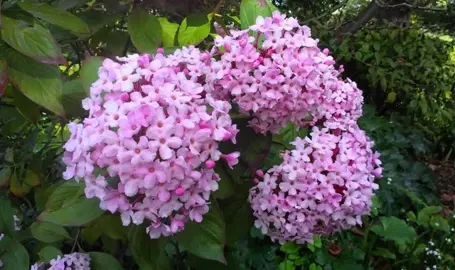 Luculia 'Fragrant Cloud' pink flowers.